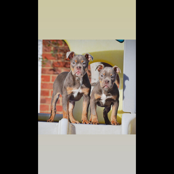 English Bulldog