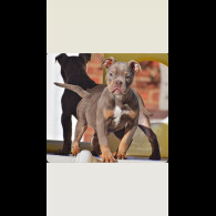 English Bulldog