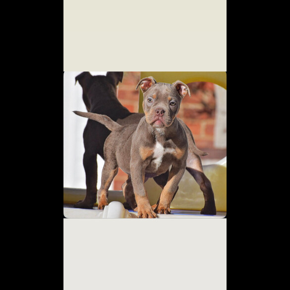 English Bulldog