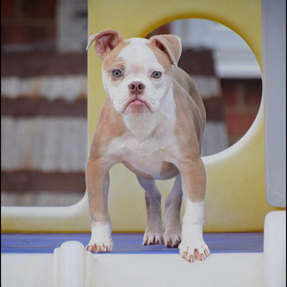 English Bulldog