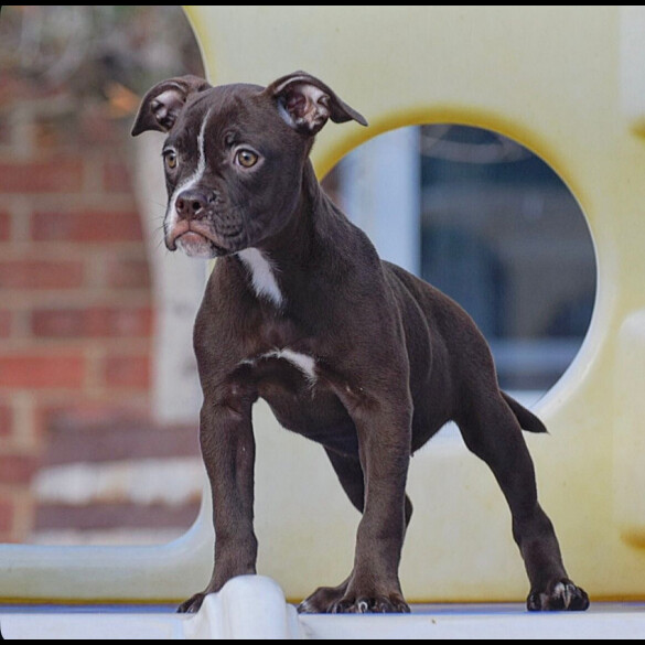 English Bulldog
