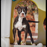 English Bulldog
