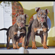 English Bulldog