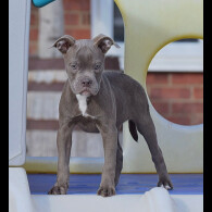 English Bulldog