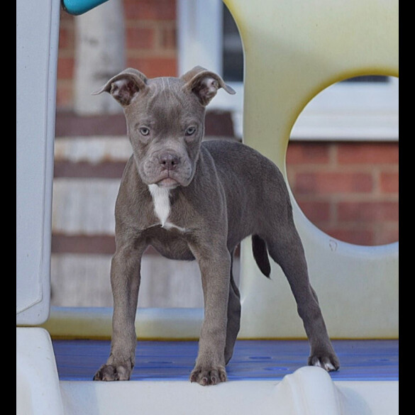 English Bulldog
