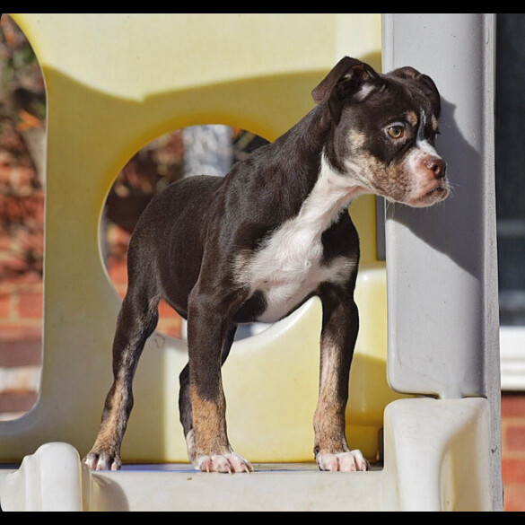English Bulldog