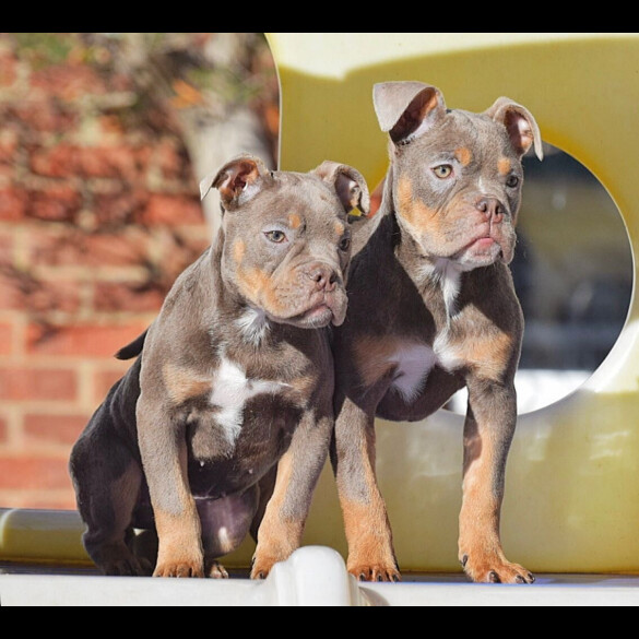 English Bulldog
