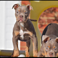 English Bulldog