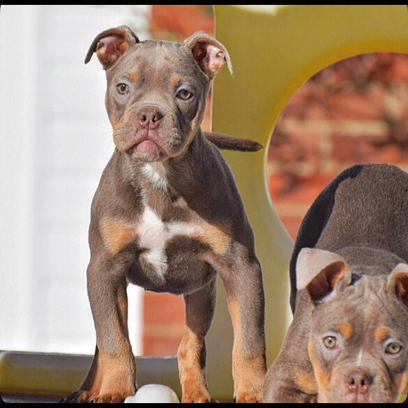 English Bulldog
