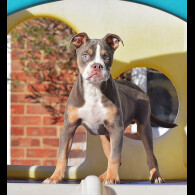 English Bulldog