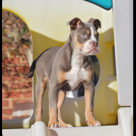 English Bulldog