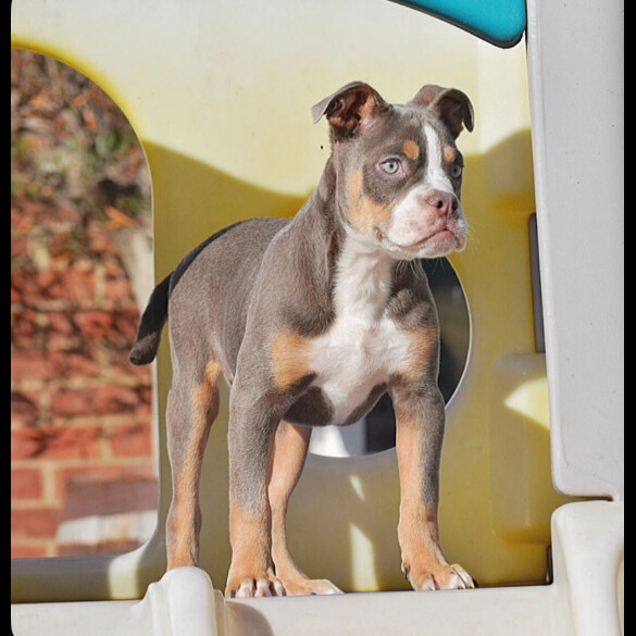 English Bulldog