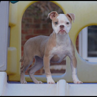 English Bulldog