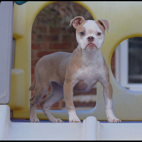 English Bulldog