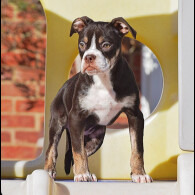 English Bulldog