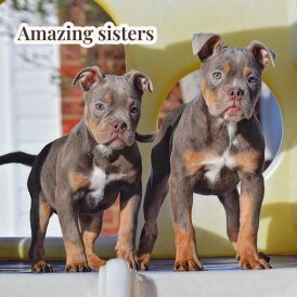 English Bulldog - Both