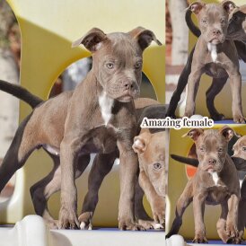 English Bulldog - Both