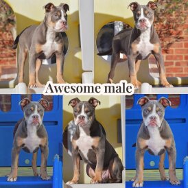 English Bulldog