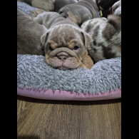 English Bulldog