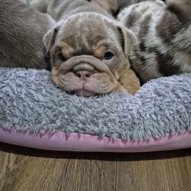 English Bulldog