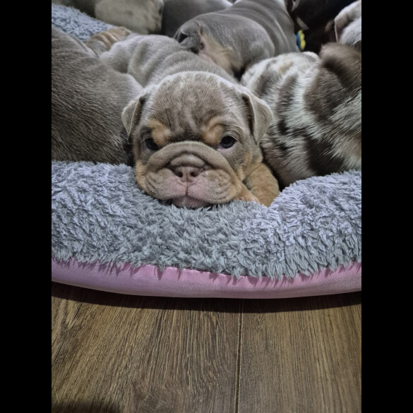 English Bulldog