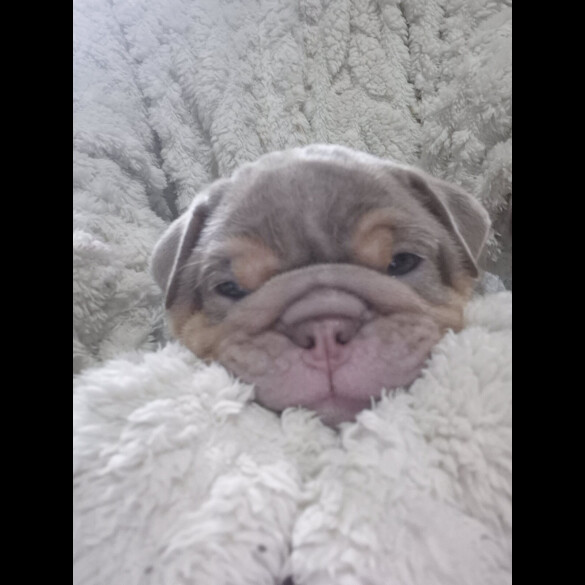 English Bulldog