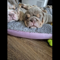English Bulldog