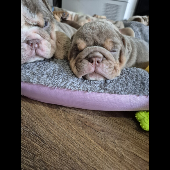 English Bulldog