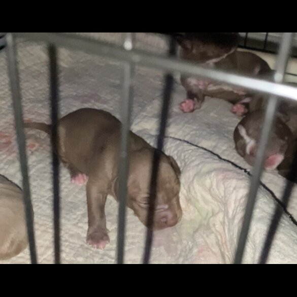 English Bulldog