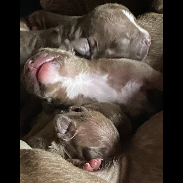 English Bulldog