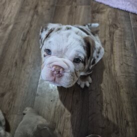 English Bulldog