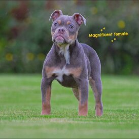 English Bulldog - Both