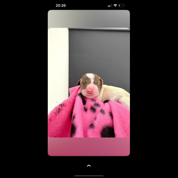 English Springer Spaniel