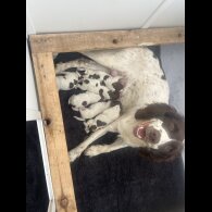 English Springer Spaniel