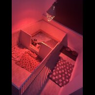 English Springer Spaniel