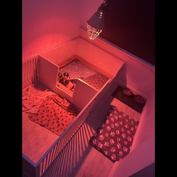 English Springer Spaniel