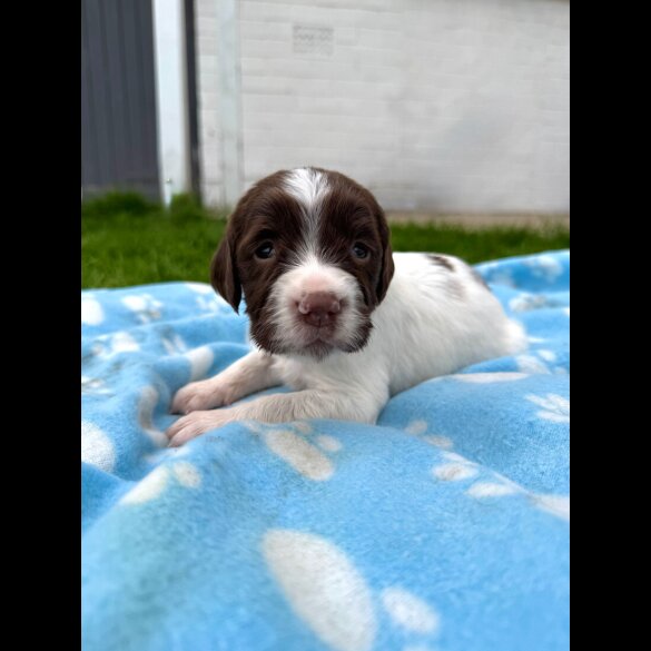 English Springer Spaniel