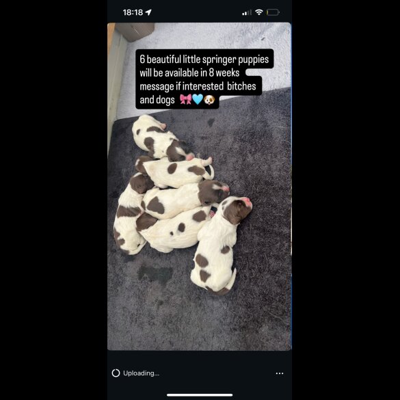 English Springer Spaniel