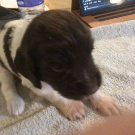 English Springer Spaniel
