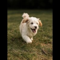 Tibetan Terrier