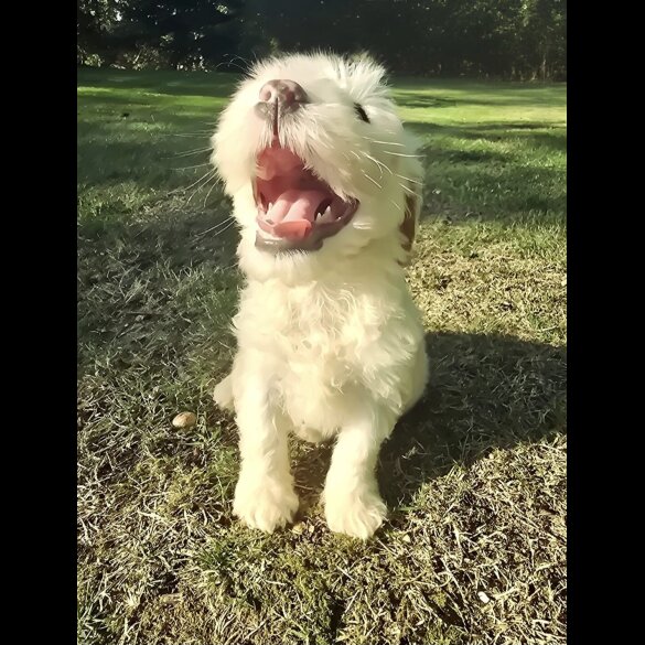 Tibetan Terrier