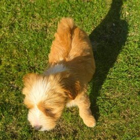 Tibetan Terrier