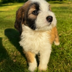 Tibetan Terrier