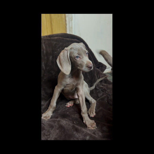Weimaraner
