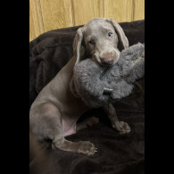 Weimaraner