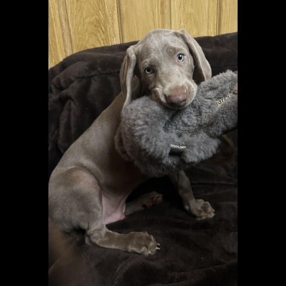 Weimaraner