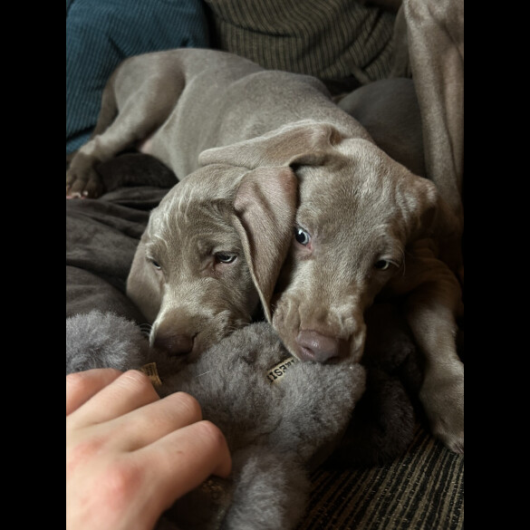 Weimaraner