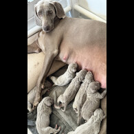 Weimaraner