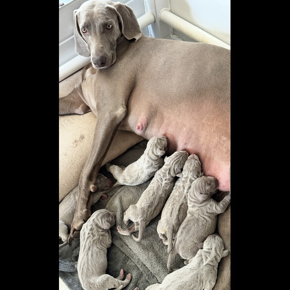 Weimaraner