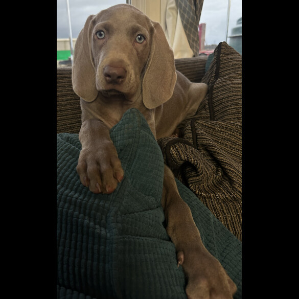 Weimaraner
